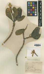 Image result for Gardenia subacaulis