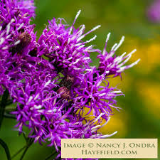 Image result for Vernonia