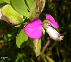 Image result for Polygalaceae