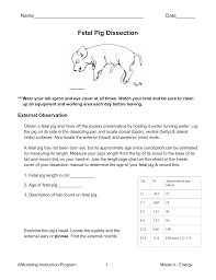 Fetal Pig Dissection