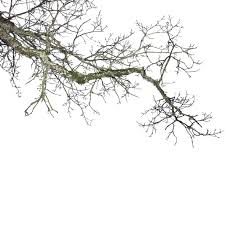 She was very thankful for our help. Cut Out Leafless Branch Vishopper