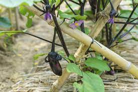 Amend soil with 3 to 5 inches of compost or other organic matter prior to planting. Do Eggplant Plants Need Support Tips On Staking Eggplant In The Garden