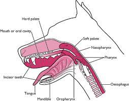 Digestive System Veterian Key