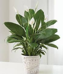 Flora Funeral Flowers Are Happy Flora Funeral Offer Sympathy Flowers Design Delivery To Funeral Home Funeral Flowers Plant Delivery Plants