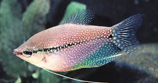 Segrest Farms Aquarium Fish Tropical Fish Pictures Fish Breeding
