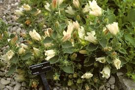 Jorge lanata se refirió a la crisis económica en medio de la. Campanula Lanata Woolly Bellflower Go Botany