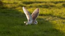 The Unbelievable Flight of a Barn Owl | Super Powered Owls | BBC ...