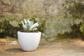 The full moon in may is known as the flower moon or full flower moon. Pachyphytum Moon Silver Pachyphytum Oviferum Cute Succulent Plant India Gardening Store