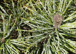 Responds in about 1 day. Warners Tree Service Mesa Az Pine Tree Pine Needle Scale Arborist Mesa Az Gilbert Az Chandler Az Scottsdale Az