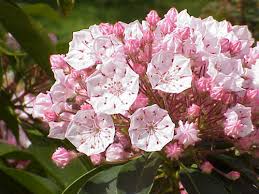 How To Grow Mountain Laurel Shrubs From Cuttings Laurel Shrub Kalmia Latifolia Mountain Laurel