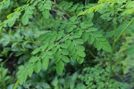 Check spelling or type a new query. Seiring Covid 19 Makin Meningkat Khasiat Daun Kelor Atau Meniran Hijau Dapat Mengobati Diabetes Dan Imun Media Pakuan