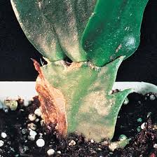 Wilted or limp christmas cactus is sometimes caused by a lack of water or too much direct sunlight. Root And Stem Rot Schlumbergera Christmas Cactus Ortho