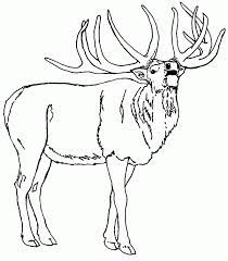 Adult (1) animal (1,112) arctic (201) baby (33) cat (118) dinosaurs (83) dog (238) farm (45) forest (58) fox (42) horse (84) jungle (24) kawaii. Elk Coloring Pages For Kids And For Adults Coloring Home