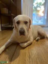 We did not find results for: Stud Dog English Cream Labrador Golden Retriever Mix Breed Your Dog