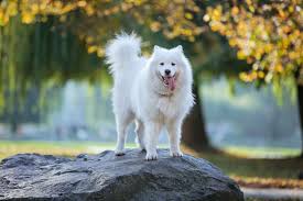 Samoyed Ozellikleri Tarihcesi Ve Bakimi Enpati Net Kopek Turleri