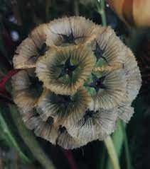 Scabiosa Stellate Aka Ping Pong Or Ping Pong Starflower Stern Kugel Paper Moons Star Flower And Drumstick Scabious Star Flower Flowers Garden