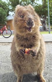 Quokka