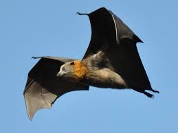 Birds On The Bat Twitter The Occasional Bat On Bat Flying Australian Native Animals Fruit Bat