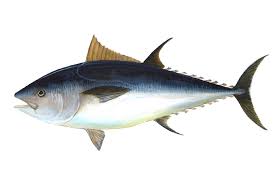 Pin By Gekocamping On Peixes Fishes Bluefin Tuna Tuna Fish Atlantic Bluefin Tuna
