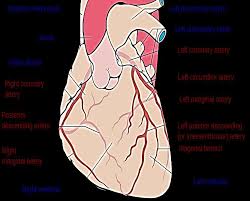 The first diagonal branch (d1) of the lad, the obtuse marginal branch (om) of the lcx, or the ramus intermedius. Https Stmungos Ed Squarespace Com S C3 Pdf