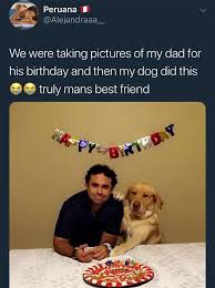 A Real Man Animal Memes Friends Funny Funny Dogs