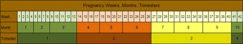 pregnancy weeks months trimesters chart babycenter