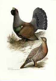 Pin On Birds