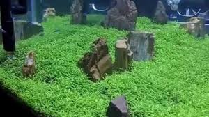 Java fern/ pakis lidah kolam. Jenis Tanaman Hidup Untuk Aquarium Air Tawar Dan Perawatan Mudah Ilmubudidaya Com