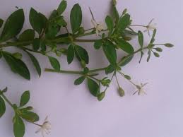 Image result for Hypertelis cerviana