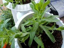 Image result for Rhynchosia holstii