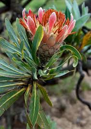 Image result for Protea rupestris