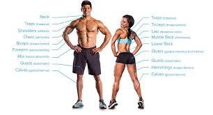 I am going to do you right by including the name and picture side by side, flashcard style, so you can quickly identify each piece and be able to confidently identify all the gym equipment names. Get Defined 26 Must Know Fitness Terms