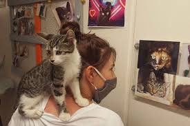 Donner un médicament à un animal peut vite devenir compliqué si la méthode utilisée n'est pas adaptée. On Ne Sait Plus Ou Mettre Les Chatons La Spa De Rennes Debordee Par L Arrivee Massive D Animaux Animaux Chaton Chat A Donner