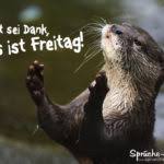 Freitag Spruche Suche
