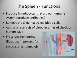 It's an important part of your immune system, but you can survive without it. The Spleen