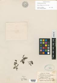 Image result for Vandenboschia gigantea