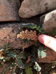 Image result for Asplenium cancellatum