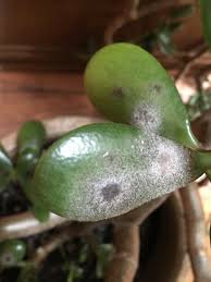 To make this home powdery mildew treatment, blend two bulbs of garlic and add a quart of water and few drops of liquid soap. Jade Plant Ask An Expert