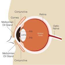 Here S How The Human Eye Works Human Eye Human Eye Diagram Eye Structure