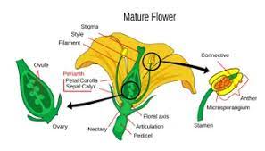 Reproductive plant parts produce seed; The Male And Female Reproductive Parts Of A Flower Brighthub Education