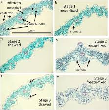 Almost certainly, however, you will receive frost from november 10 through march 22. High Definition Infrared Thermography Of Ice Nucleation And Propagation In Wheat Under Natural Frost Conditions And Controlled Freezing Springerlink