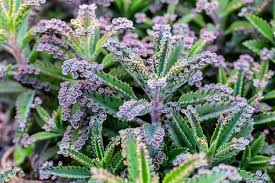 Image result for Kalanchoe daigremontiana
