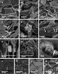 Image result for Dichilus reflexus