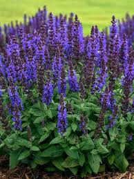 16 Perennials That Attract Hummingbirds To Your Garden Beautiful Flowers Garden Perennials Salvia Plants