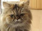 Persian Kittens For Sale by Reputable Breeders | Pets4You