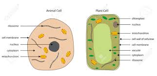 Labelled Diagrams Of Typical Animal And Plant Cells With Editable