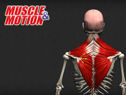Understanding The Anatomy Of Human Muscles Choose The Best