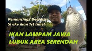 Maybe you would like to learn more about one of these? Ikan Lampam Jawa Patin Baung Serendah Komplot Dak2 Tanchong Youtube