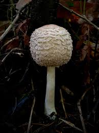 Image result for Scleria foliosa