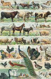 1897 Animals Of The Farm Antique Print Larousse Scrapbooking Etsy Animal Posters Animal Illustration Animals